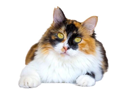 For Cats